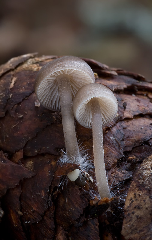 Mycena strobilicola